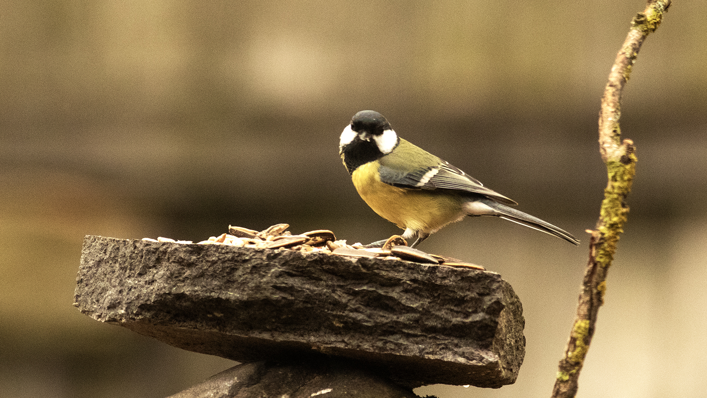 Great Tit